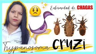 ✅ Trypanosoma cruzi Enfermedad de CHAGAS ¡Parasitología MORFOLOGÍA [upl. by Hildie]