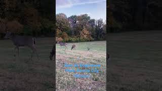 Deer At Englewood Park Kansas City Missouri [upl. by Eiznil503]