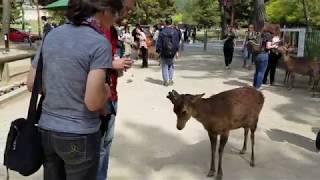 Nara bowing deer [upl. by Yrreg]