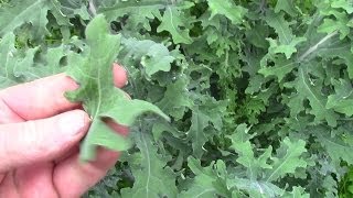 Dont Buy Kale Seeds How To Save Your Own [upl. by Ekal]