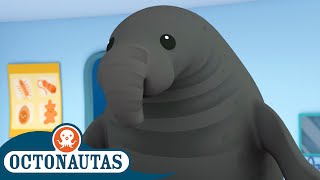 Octonautas  🐘 O Elefante Marinho Enorme 🦭  Episódio inteiro 29  Primeira Temporada [upl. by Alroi]