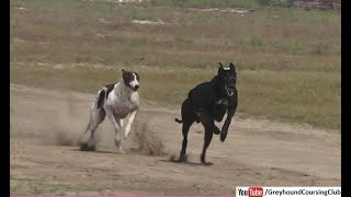 Whippet Dog Racing [upl. by Arotahs803]