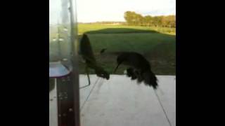 Praying Mantis Snags Hummingbird [upl. by Affrica912]