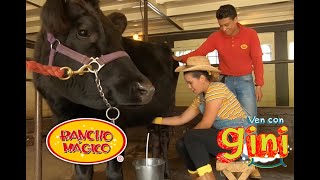 Ordeñar una vaca para niños  esquilar ovejas para niños  Rancho Mágico como llegar [upl. by Sorci]