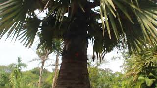 Doub palm palmyra palm tala palm toddy palm wine palm Borassus flabellifer [upl. by Galanti99]