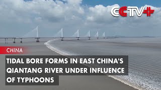 2024 Qiantang River tidal bore A spectacular experience china shorts [upl. by Elah]