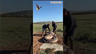 A giant python tasteexplorertv python animals shortsvideo wildlife [upl. by Ehav959]