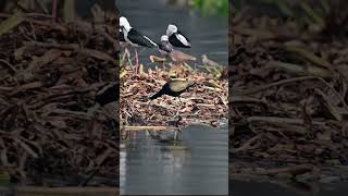 Bronzewinged Jacana bronzewingedjacana jacana shorts [upl. by Eeldarb553]