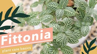 5 SIMPLE PLANT CARE FOR FITTONIA🌱 [upl. by Kohler]