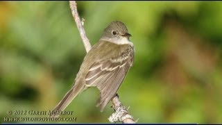 Alder Flycatcher in Maine [upl. by Solracesoj]