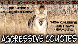 The Best Daytime Coyote Hunting Video 4k  15 Stands 21 Coyotes Down  Fall 2023 [upl. by Sllew]