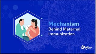 Mechanism Behind Maternal Immunization [upl. by Duile170]