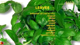 Basil benefits Uses and medicinal properties of Basil plant leaves [upl. by Darryn]