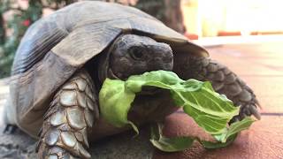 Schildkröten Besuch am Ferienhaus 1151 ENTDECKE SARDINIEN [upl. by Trakas]