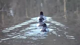 Ring necked Ducks Swimming then Submerging diving swimming ducks nature birds animals canada [upl. by Squier]