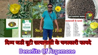 दिव्य जडी बूटी सत्यानाशी के चमत्कारी फायदे । Benefits of Argemone [upl. by Adnuahsal]