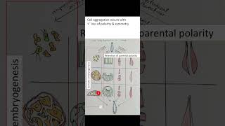 What is somatic embryogenesis Somatic embryogenesis in Animals zoology biologydegree biology [upl. by Grodin]