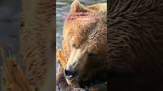 BEARS THE PROVOCATIVE FACTS ABOUT THEIR NATURES Physical Strength Shorts [upl. by Ez965]