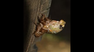 Cicada shedding its shell  see this amazing process via timelapse [upl. by Johns]