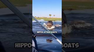 Hippos Attacking Boats The Worlds Most Dangerous Tourist Tours [upl. by Shakti]