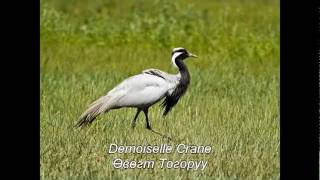 Mongolian Birds  Birdwatching in Mongolia  Mongolia Travel and Tours [upl. by Stubbs]