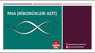 11 Organik Bileşikler RNA Ercan Hoca İle Biyoloji [upl. by Pages]