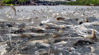 Amazing aquaculture farm  How To Harvest Hundreds of Tons of Fish in The Pond [upl. by Nomma667]