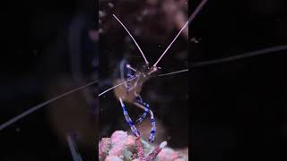 A Cleaner Shrimp cleaning itself [upl. by Tarrance]