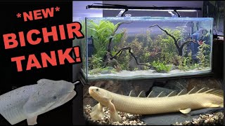 NEW BICHIR  Senegal Bichir Aquascape Tank [upl. by Twum]