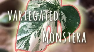 Repotting Variegated Monstera Cutting  New House Plant [upl. by Nonnek]