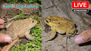 Animal frog funny catching  wep wep catching froggy funny make you laugh [upl. by Wallraff467]