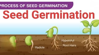 What Is Seed Germination  SEED GERMINATION  Plant Germination [upl. by Airpal574]