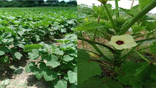 How To Grow Okra [upl. by Ceciley973]