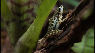 Atelopus Balios Exploring Terrarium [upl. by Edaj125]