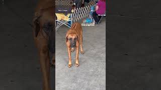 Rhodesian Ridgeback dog rhodesianridgeback [upl. by Tremml567]