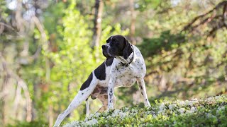 The Versatile German Shorthaired Pointer Ideal for Agility Competitions [upl. by Etnasa618]