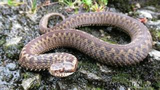 An herping afternoon in Trentino mountains Vipera berus N helvetica Z vivipara A veronensis [upl. by Medwin]