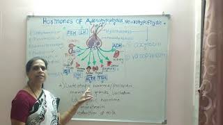 Hormones of adenohypophysis amp neurohypophysis [upl. by Haisej866]