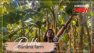 BANANA FARM DIBBA FUJAIRAH [upl. by Brad]