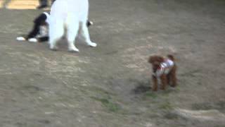 Bernese Mountain Dog vs Great Pyrenees ＆ teacuppoodle [upl. by Anaihr212]