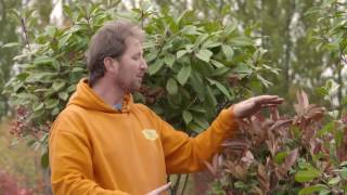 Photinia Red Robin Sizes and Shapes [upl. by Ramak742]