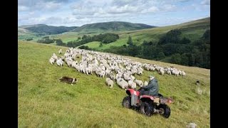 Gathering sheep off the howgill fells  Bowderdale Head [upl. by Hambley]