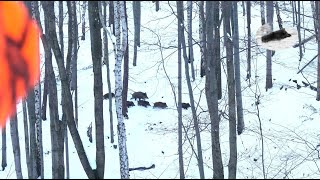 Wild boar driven hunting fever in december 2023 best moments compilation [upl. by Breban367]