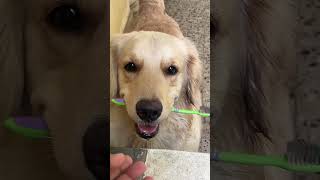 I think Leo want to brush her teeth🦷🪥😬 tamil bgm tamilsong goldenretrievershortsfeed [upl. by Biddick]