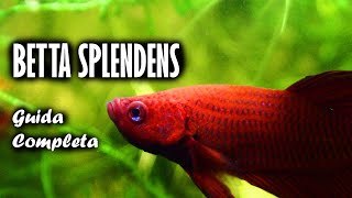 BETTA SPLENDENS  Guida e Scheda Completa [upl. by Heida465]