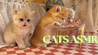 1 MINUTE OF KITTEN ASMR  KITTEN EATING RAW MEAT [upl. by Geraint]