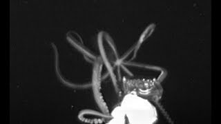 Giant squid filmed for the first time in US waters [upl. by Nohtiek]