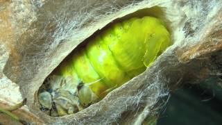 A Moth Lifestyle Pupation Process [upl. by Norrabal]