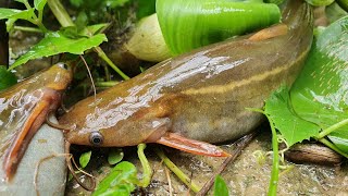 Fishing in Rainy Season Catching Climbing Perch Fish amp Catfish Catch in Rain fish [upl. by Latt]