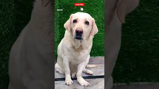 Jenny❤️Modi Ji Jane🦮😎🤣dog labradorviralshortfunnyshortshortsfeedtrendingviewsytshortcomedy [upl. by Cilurzo]